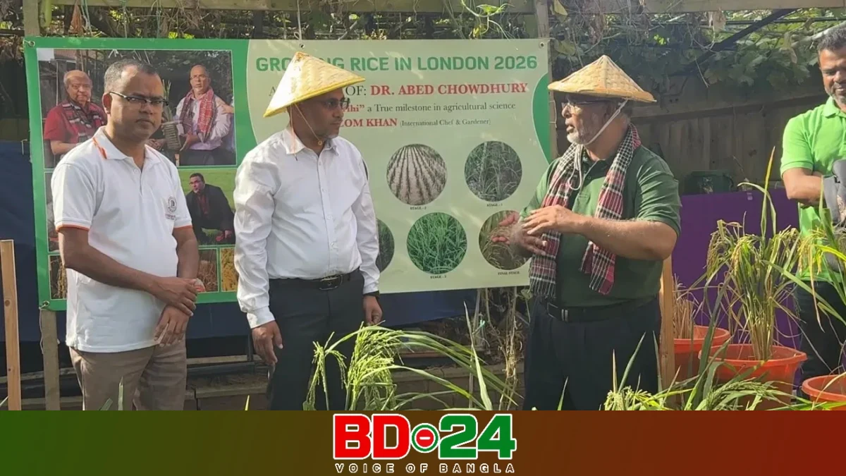 লন্ডনে দেশীয় ধান ও চায়ের সফল ফলন, পরিদর্শনে ভারপ্রাপ্ত হাইকমিশনার