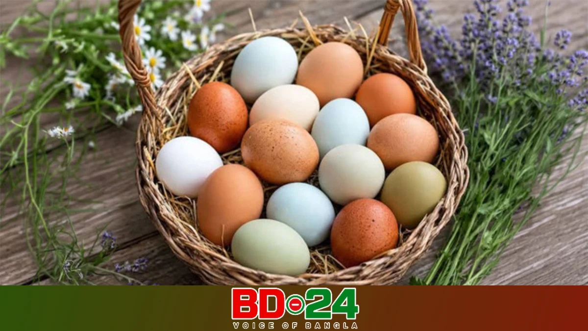 বিশ্ব ডিম দিবস: পুষ্টিগুণ ও সচেতনতা বাড়াতে নানা কর্মসূচি